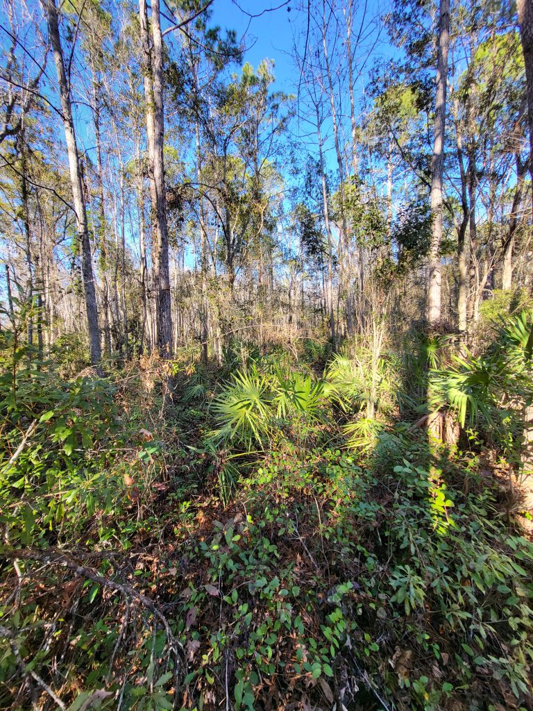 Triple Run Rd Photo 3 (1)